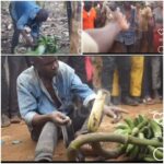 VIDEO: Witchcraft! Snake coils around man’s neck stealing matooke VIDEO: Witchcraft! Snake coils around man’s neck stealing matooke