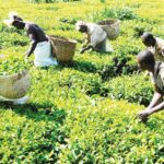  Confusion Over Tea Payments as Katabazi And The Plaintiffs deny 30% cut, residents insist otherwise