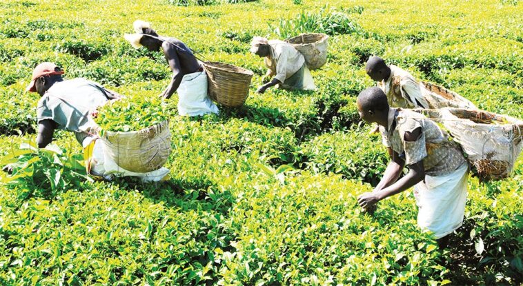  Confusion Over Tea Payments as Katabazi And The Plaintiffs deny 30% cut, residents insist otherwise